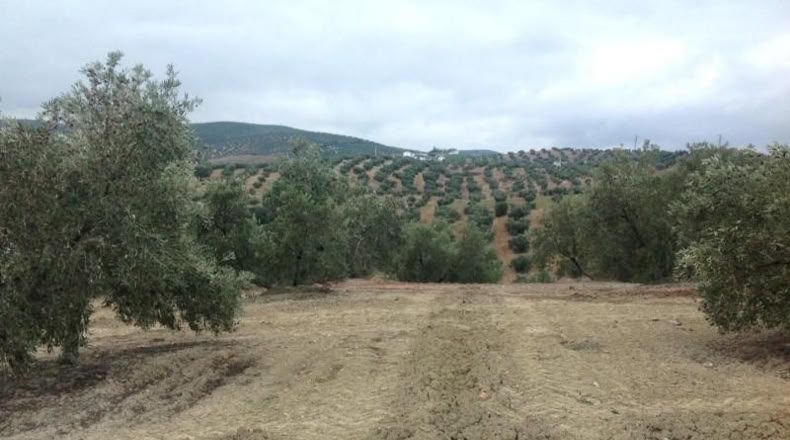 Córdoba - Lucena - 15000m2
