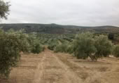 Terreny no urbanitzable en venda a la España, Lucena, ref.: TR241743 foto