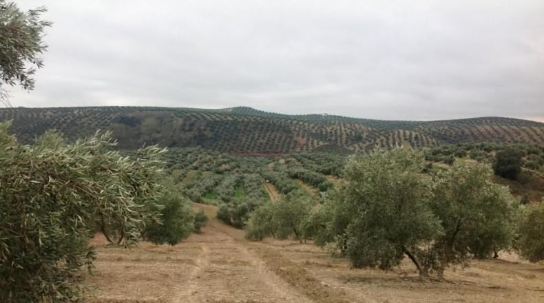 Córdoba - Lucena - 15000m2