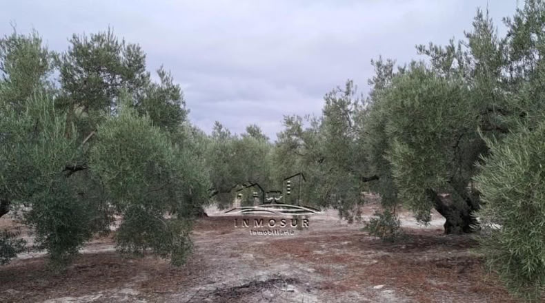 Córdoba - Lucena - 5740m2