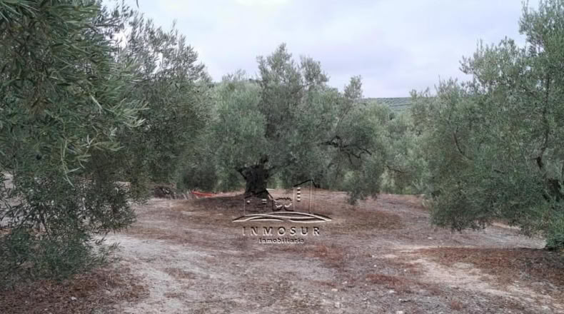 Córdoba - Lucena - 5740m2