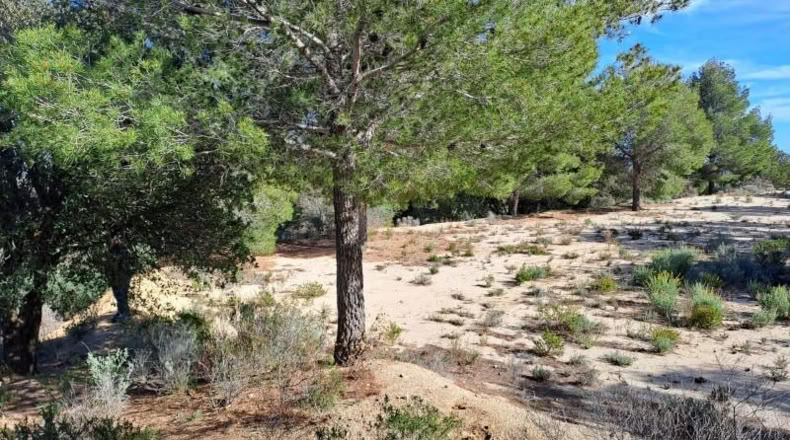 Tarragona - Maspujols - 10908m2