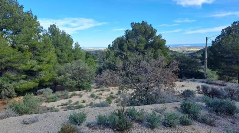 Tarragona - Maspujols - 10908m2