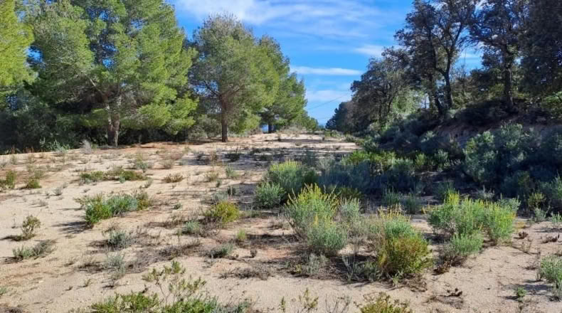 Tarragona - Maspujols - 10908m2