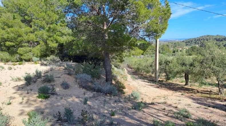 Tarragona - Maspujols - 10908m2