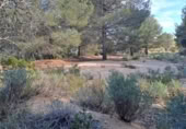 Terreno no urbanizable en venta en la España, Maspujols, ref: TR129824 foto