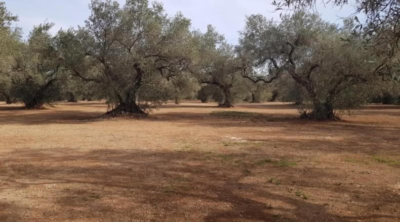 Tarragona - Mas de Barberans - 20033m2