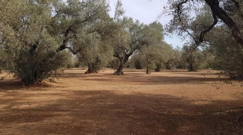 Tarragona - Mas de Barberans - 20033m2