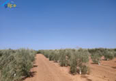 Terreny no urbanitzable en venda a la España, Arahal, ref.: TR118540 foto