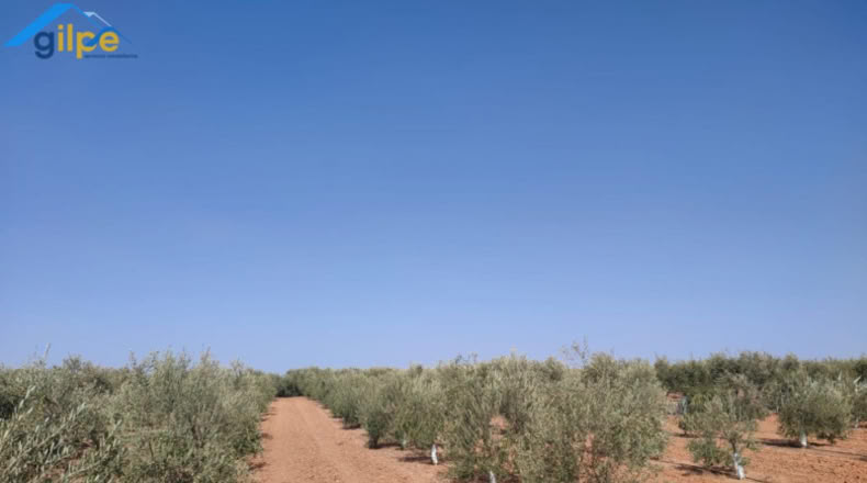 Seville - Arahal - 11180m2