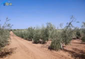 Terreny no urbanitzable en venda a la España, Arahal, ref.: TR118540 foto