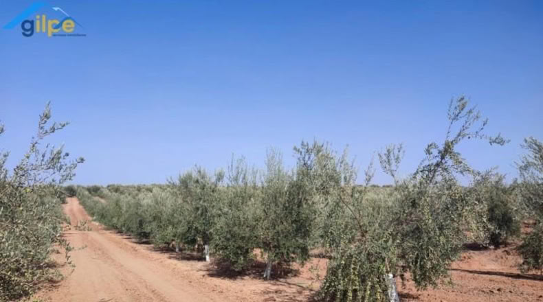 Seville - Arahal - 11180m2