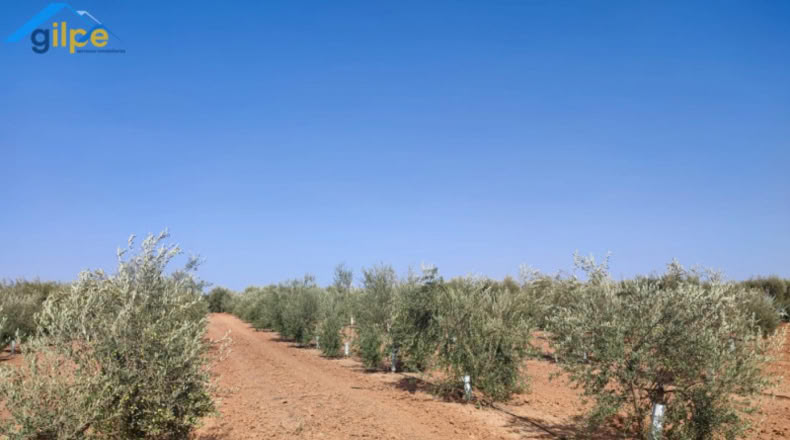 Seville - Arahal - 11180m2