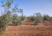 Terreny no urbanitzable en venda a la España, Arahal, ref.: TR118540 foto
