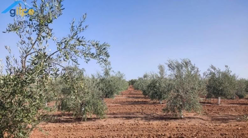 Seville - Arahal - 11180m2