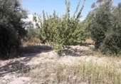 Terreny no urbanitzable en venda a la España, Moratalla, ref.: TR120959 foto