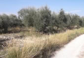 Terreny no urbanitzable en venda a la España, Moratalla, ref.: TR120959 foto