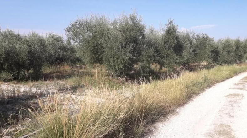 Múrcia - Moratalla - 3100m2