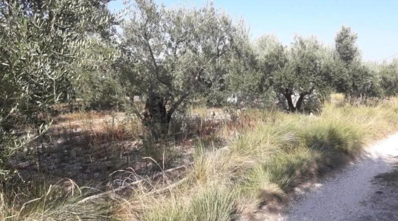 Múrcia - Moratalla - 3100m2