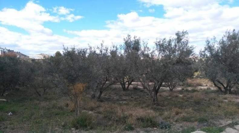 Múrcia - Calasparra - 6409m2