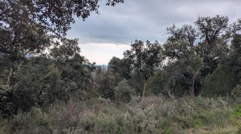 Gerona - Garriguella - 32000m2