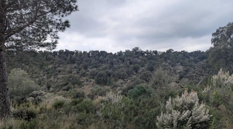 Gerona - Garriguella - 32000m2