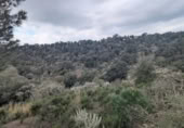 Земля на продажу у города Garriguella Фото