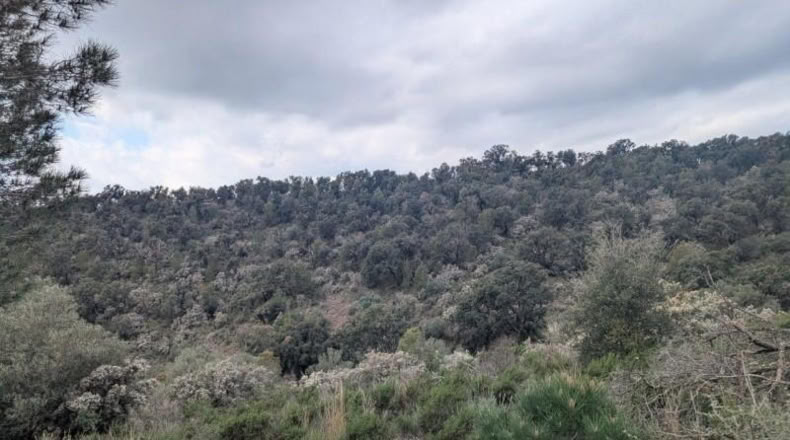 Gerona - Garriguella - 32000m2