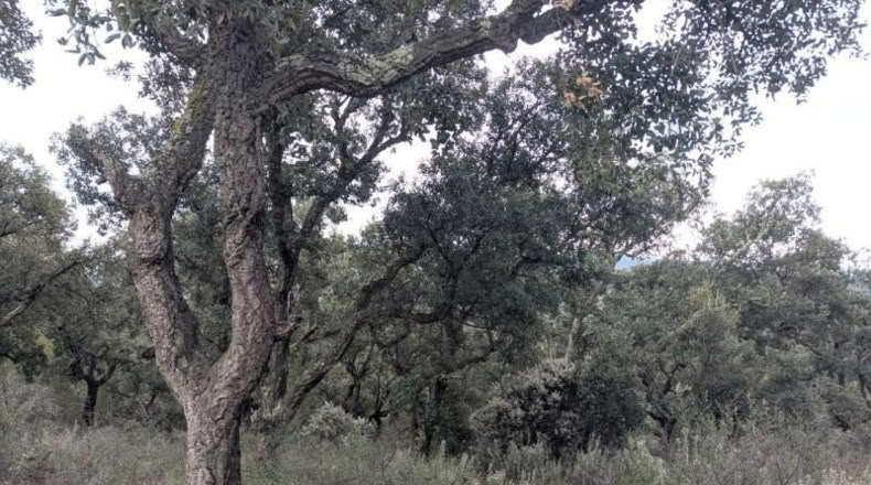 Gerona - Garriguella - 32000m2