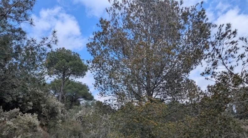 Gerona - Garriguella - 32000m2