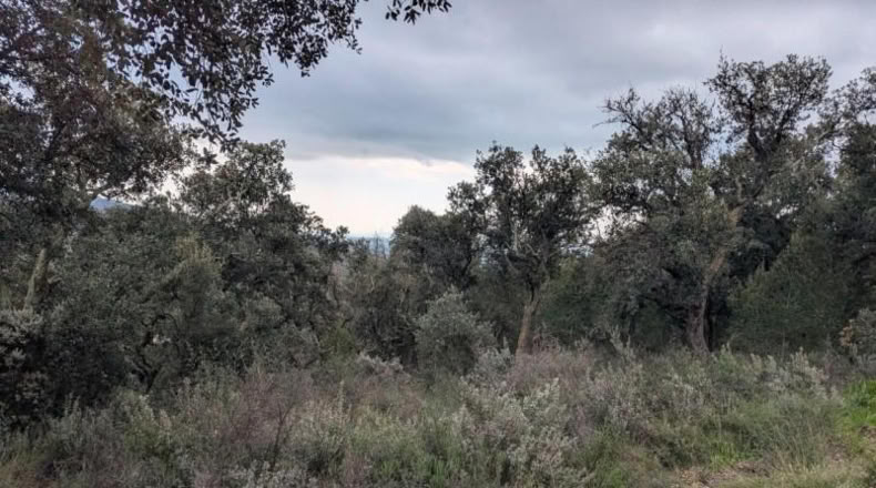 Gerona - Garriguella - 32000m2