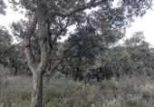 Земля на продажу у города Garriguella Фото