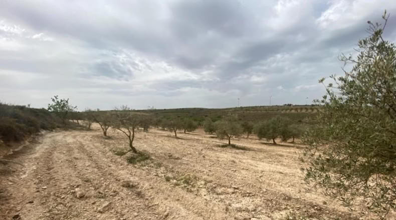 Cordova - Lucena - 8600m2