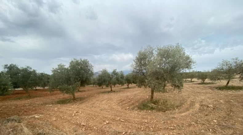 Cordova - Lucena - 8600m2