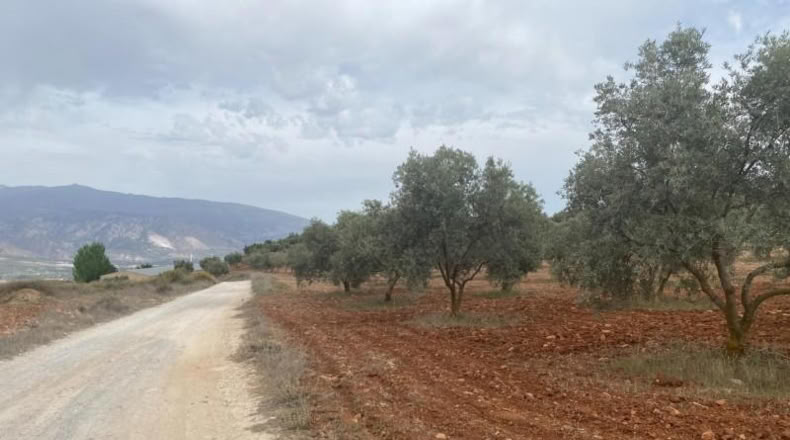 Cordova - Lucena - 8600m2