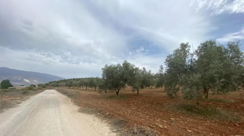 Cordova - Lucena - 8600m2