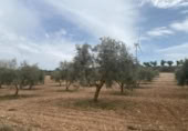 Xalet independent amb terreny en venda a la España, Lucena, ref.: TR288139 foto