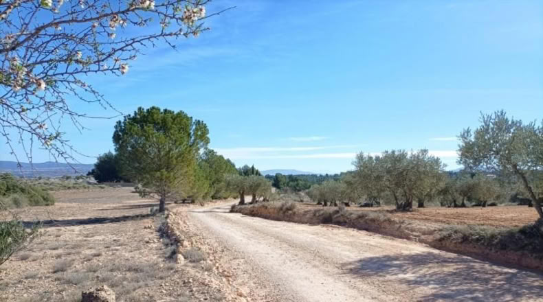 Albacete - Almansa - 15604m2