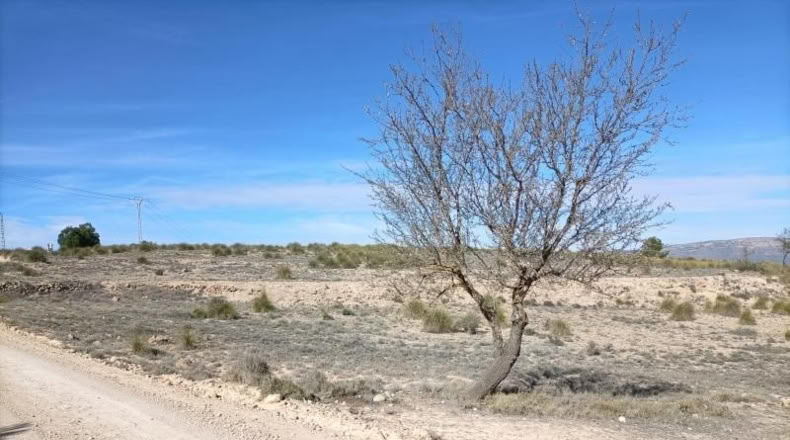 Albacete - Almansa - 15604m2
