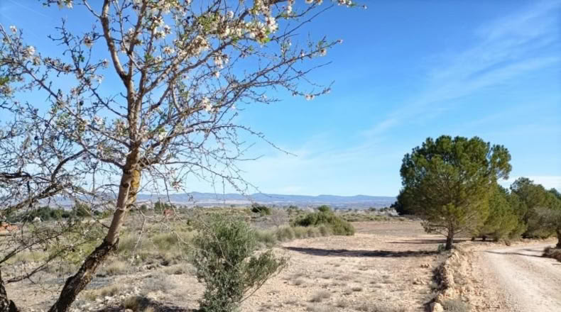 Albacete - Almansa - 15604m2