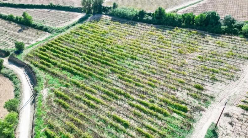 Tarragona - l'Arboç - 10396m2