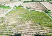 Terreny no urbanitzable en venda a la España, l'Arboç, ref.: TR353483 foto