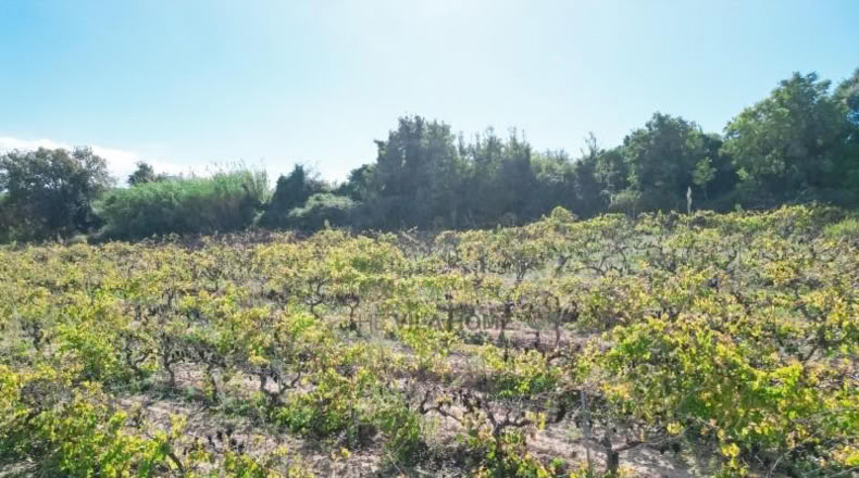 Tarragona - l'Arboç - 10396m2
