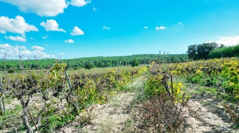 Tarragona - l'Arboç - 10396m2