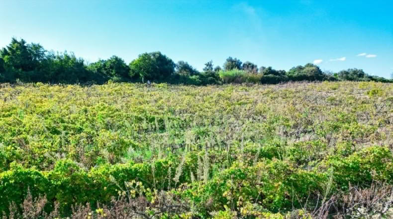 Tarragona - l'Arboç - 10396m2