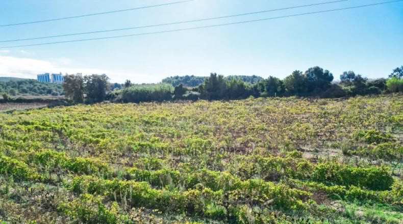 Tarragona - l'Arboç - 10396m2