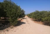 Non-developable land for sale on España, Oliva, ref: TR351745 photo
