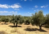 Xalet independent amb terreny en venda a la España, Queretes, ref.: TR347285 foto