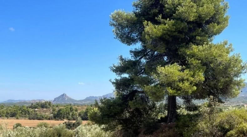 Teruel - Cretas - 31481m2