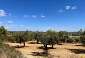 Cretas 31481&nbsp;m²
